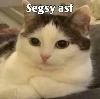👀 Segsy asf gato, humor, meme, gracioso, animal whatsapp sticker