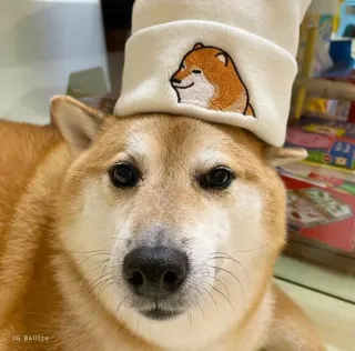 ❤️ Doge dog, Shiba Inu, meme, cute, animal, pet telegram sticker