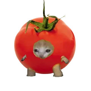 🍅 แมว, มะเขือเทศ, ตลก, มีม, สัตว์, น่ารัก whatsapp sticker
