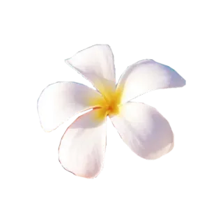 🌟 Blume, Frangipani, weiß, Blumenmuster, tropisch, duftend telegram sticker