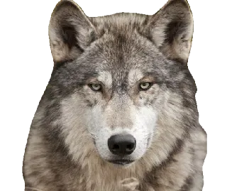 😶 wilk, zwierzę, ssak, dzika przyroda, drapieżnik telegram sticker