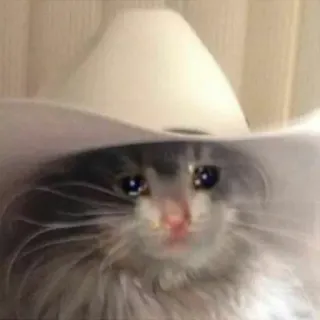 👒 cat, cowboy, hat, crying, meme, animal, sad whatsapp sticker