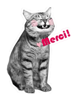 😁 Merci! แมว, ขอบคุณ, น่ารัก, สัตว์, ฝรั่งเศส, ทักทาย, น่ารัก telegram sticker