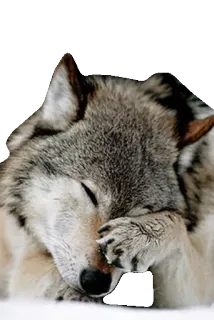 WolveStickerz telegram stickers
