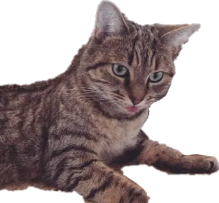😐 猫, 动物, 宠物, 猫科动物, 家猫, 虎斑猫 telegram sticker