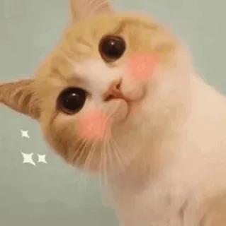 ⚡️ cat, pet, animal, cute, kawaii, kitten telegram sticker
