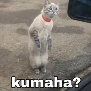 🎐 kumaha? kucing, berdiri, pertanyaan, hewan peliharaan, binatang, lucu whatsapp sticker