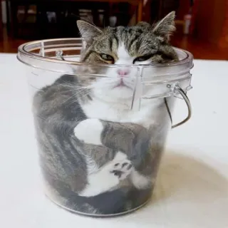 😒 gato, cubo, mascota, animal, gracioso, lindo, animal doméstico telegram sticker
