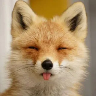 😝 raposa, animal, língua, fofo, mamífero, vida selvagem, natureza telegram sticker