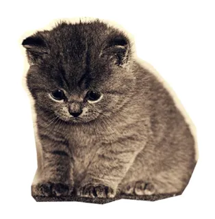 ☹ แมว, ลูกแมว, สัตว์, น่ารัก, สัตว์เลี้ยง, เลี้ยงในบ้าน telegram sticker
