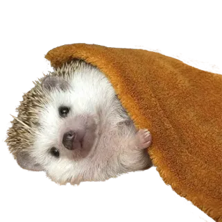 ☺️ hedgehog, animal, cute, pet, blanket telegram sticker