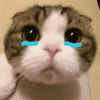 🤍 gato, lindo, triste, llorando, lágrimas, animal whatsapp sticker