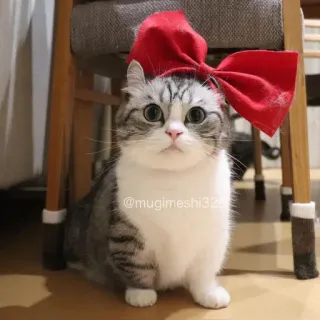♥️ @mugimeshi326 cat, pet, cute, bow, animal, domestic whatsapp sticker