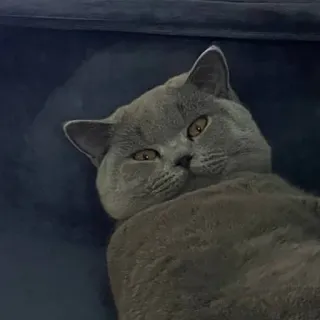 😑 kucing, hewan, peliharaan, lucu, domestik, British Shorthair, kucing abu-abu telegram sticker