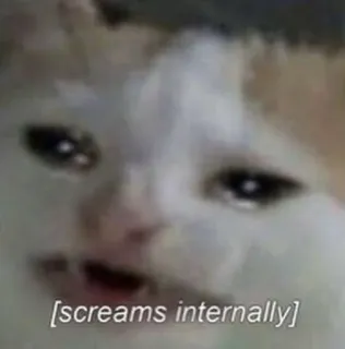 😨 [screams internally] Katze, Meme, Schreien, Lustig, Tier, Innerer Schrei telegram sticker