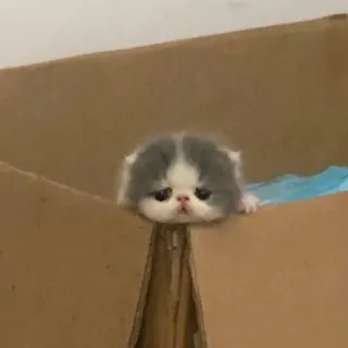 🤩 kitten, cat, cute, box, animal, pet whatsapp sticker