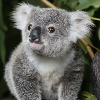 🐨 koala, animal, marsupial, cute, wildlife, nature, australia telegram sticker