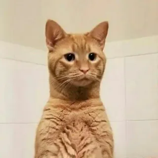 🐈 고양이, 동물, 애완동물, 귀여운, 주황색, 집, 고양이과, 새끼 고양이 telegram sticker