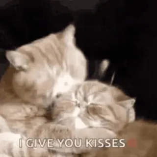 🥺 I GIVE YOU KISSES 고양이, 키스, 사랑, 애정, 귀여운, 동물, 애완동물 telegram sticker