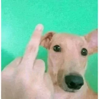 👆 chien, doigt d'honneur, offensant, geste, impoli, animal telegram sticker