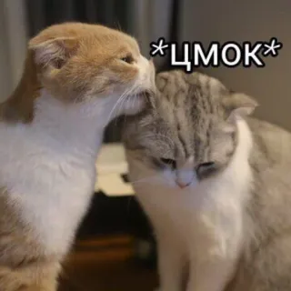 😏 *ЦМОК* кошки, поцелуй, нежность, животные, милые, питомец, домашние животные telegram sticker