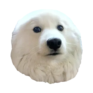 😨 犬, 動物, かわいい, ポートレート, ペット, 哺乳類 telegram sticker