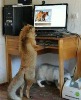 🦊 fox, computer, animal, dog, desk telegram sticker
