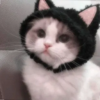 🐈 猫, 子猫, 帽子, 可愛い, 動物, ペット telegram sticker