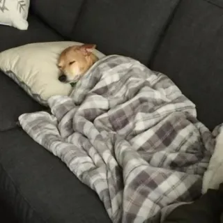 🛌 dog, sleeping, blanket, pillow, cute, pet telegram sticker