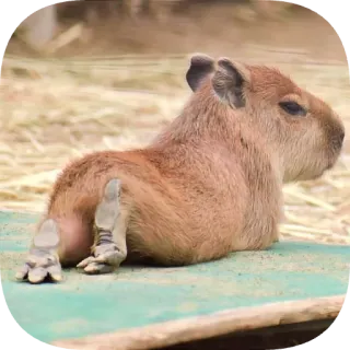 🐾 capybara telegram sticker