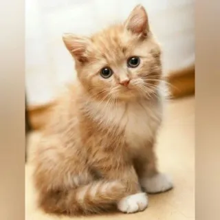 🐈 새끼 고양이, 고양이, 귀여운, 동물, 빨간 머리, 애완 동물, 가축 telegram sticker