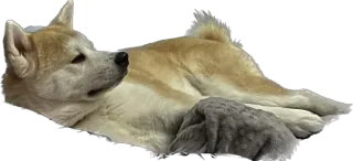 🐶 cão, Akita, animal de estimação, animal, domesticado telegram sticker