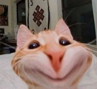 😼 кот, животное, питомец, млекопитающее, домашний кот, кошачий, смешной, крупный план whatsapp sticker