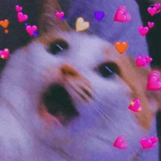 ❤ gato, corazones, lindo, meme, animal, kawaii whatsapp sticker