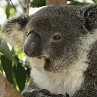 😎 coala, animal, fofo, vida selvagem, natureza whatsapp sticker