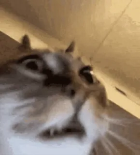 👽 cat, funny, animal, meme, pet, cute whatsapp sticker