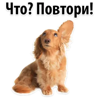 😛 Что? Повтори! 개, 닥스훈트, 질문, 듣기, 러시아어 telegram sticker