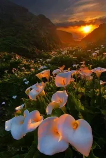 😘 Yan L calla lilies, sunset, nature, flowers, landscape, scenic, golden hour, photography telegram sticker