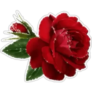 🌹 rose, flower, red, plant, nature whatsapp sticker