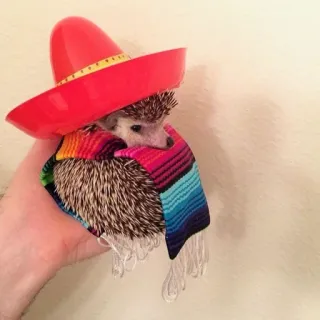 🦔 riccio, animale, sombrero, poncho, carino whatsapp sticker