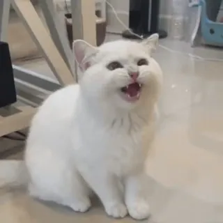 😺 cat, white cat, angry cat, hissing, animal, domestic animal telegram sticker