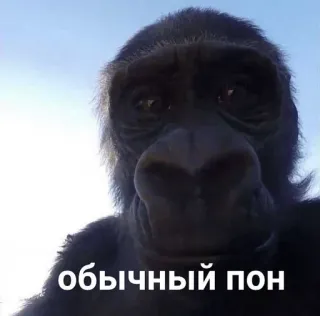 😄 обычный пон animal, gorilla, meme telegram sticker