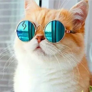 Pishi 2 - @Stickerabad whatsapp stickers