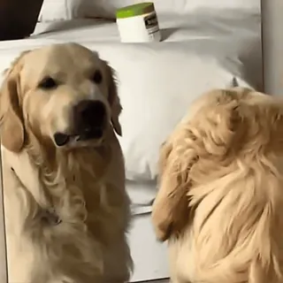 🤭 chien, golden retriever, animal, animal de compagnie, mignon, animal domestique, mammifère whatsapp sticker