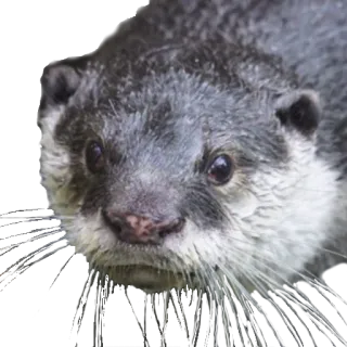 🙁 выдра, животное, дикая природа, млекопитающее, милый, природа, водное животное telegram sticker