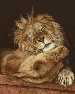 😍 львы, спящий, животные, дикая природа, кошки telegram sticker