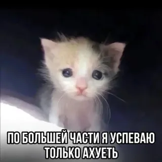 😨 ПО БОЛЬШЕЙ ЧАСТИ Я УСПЕВАЮ ТОЛЬКО АХУЕТЬ 새끼 고양이, 슬픈, 러시아어, 텍스트, 불쾌한, 고양이, 밈 telegram sticker