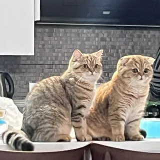 🐈 Katze, Katzen, Haustiere, Haustiere, Katzenartige, Kätzchen, süß, Tier telegram sticker