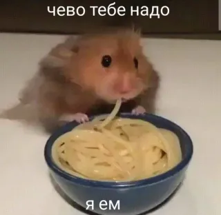 🌟 чево тебе надо
я ем criceto, mangiare, spaghetti, meme, divertente, carino, animale telegram sticker