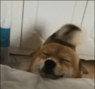 🥰 perro, shiba inu, durmiendo, lindo, animal, mascota telegram sticker